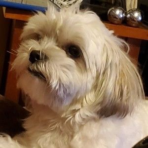 Meet your Posher, Jean